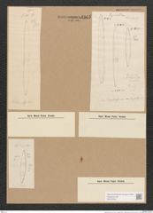 Diatomeae indet. (de-Toni-Nr.: Species 2036 ?) Zeichnungen Sammlung Grunow Nr. 4365 (NHMW-BOT-W0372540)